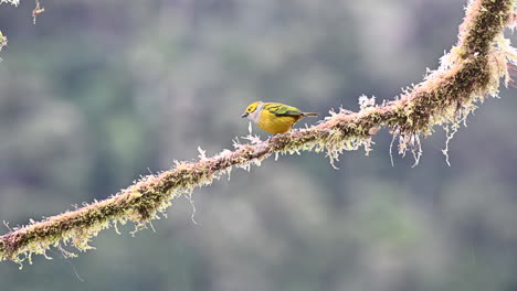 silver-throated tanager perched on mossy twig while softly raining, costa rica