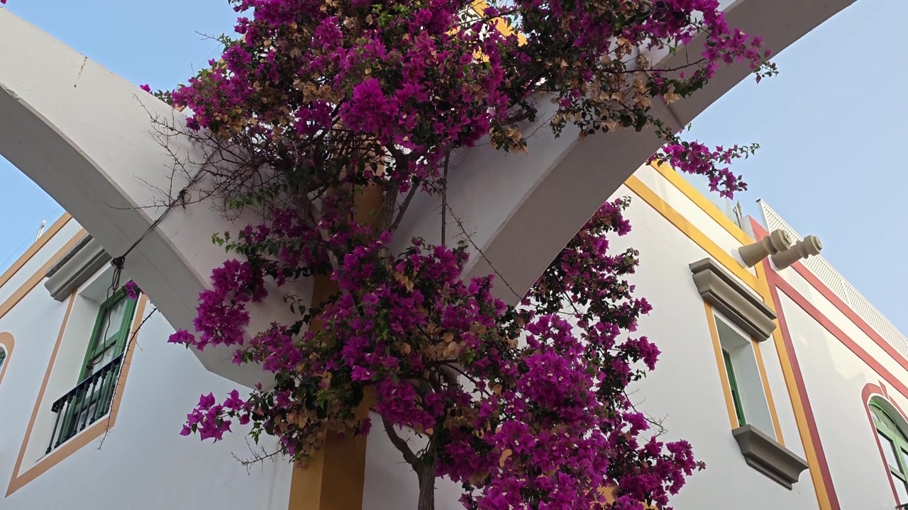Pianta di bougainvillea colorata con vivaci fiori viola che si arrampica sulla parete bianca di un edificio tipico a Puerto de Mogan, Spagna