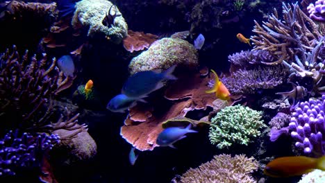 fish swimming in an aquarium