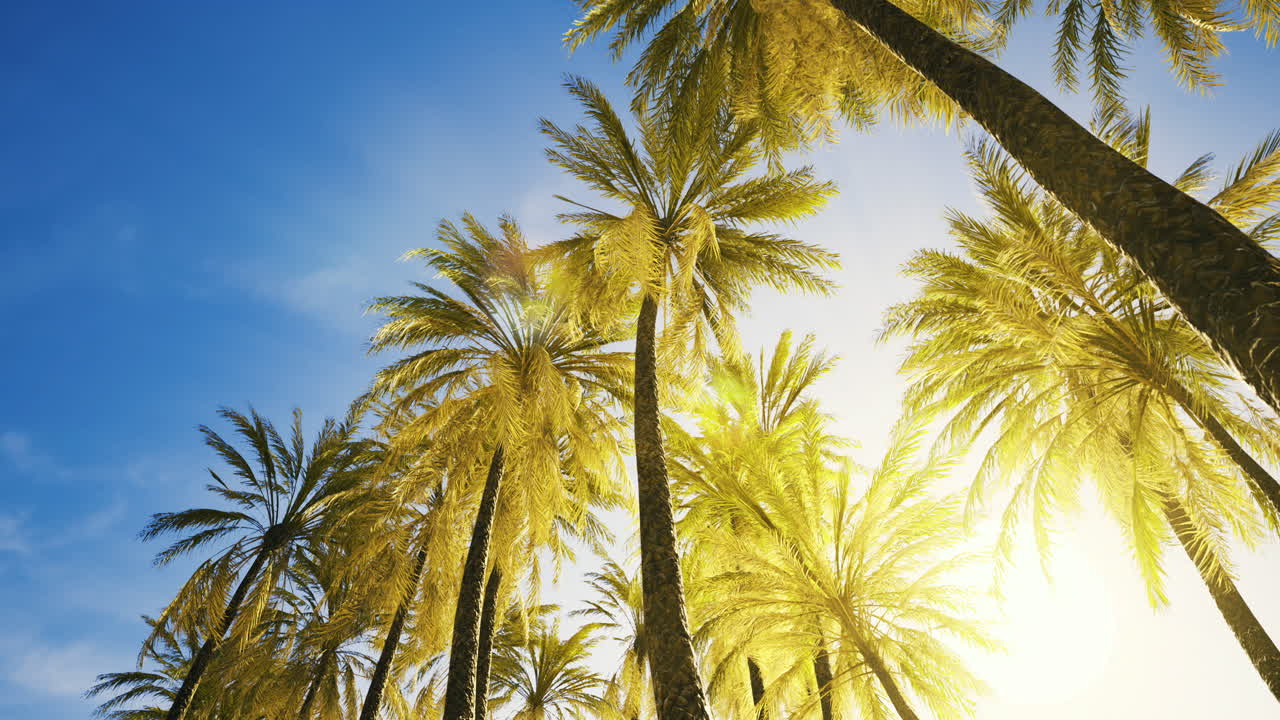 Palm trees reaching toward the bright blue sky under warm sunlight