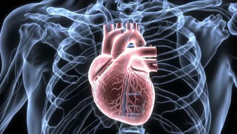 anatomical visualization of the human heart: an in-depth exploration of cardiac structure and function within the human body highlighted in x-ray representation