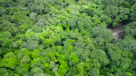 espectacular toma aerea sobre las copas de los arboles y las piramides de tikal en guatemala 2