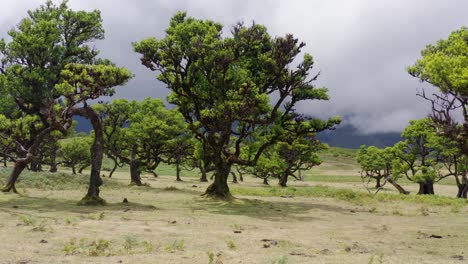 aerial view of the forest fanal in madeira