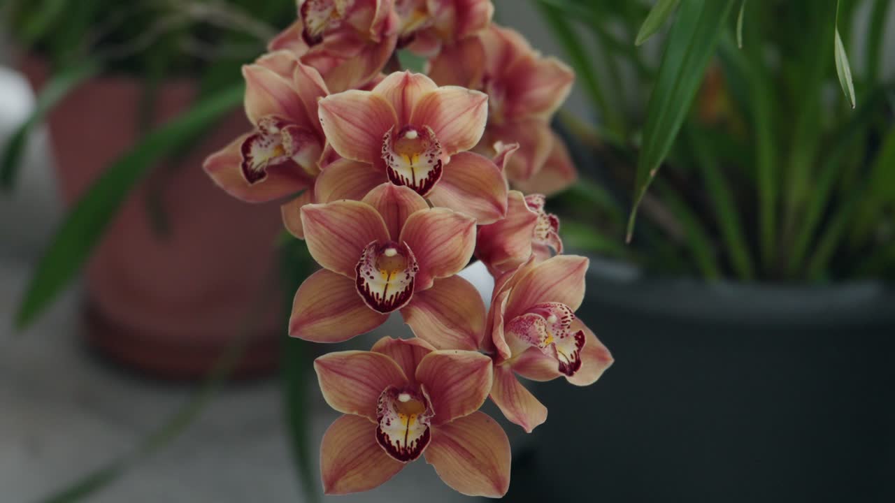 Close up of peach orchids blooming with green leaves in background