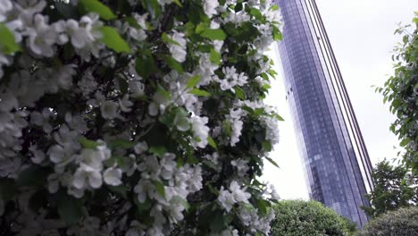 blooming apple trees and a modern skyscraper