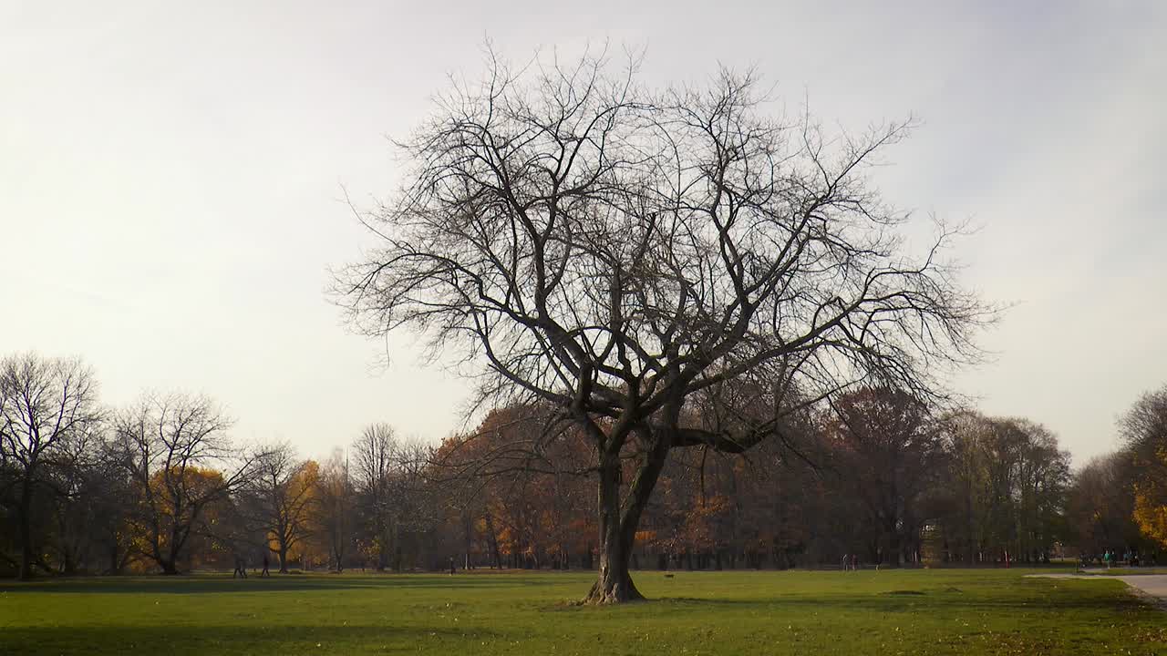 Lonely tree in autumn in Pole Mokotowskie Park in Warsaw, Poland