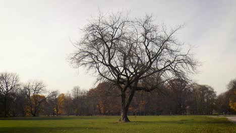 lonely tree in autumn in pole mokotowskie park in warsaw, poland