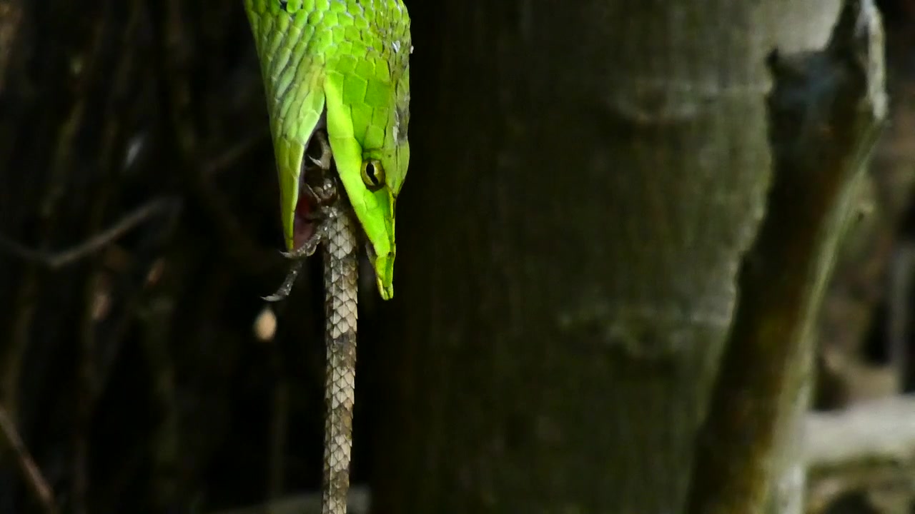 Snake Eating Lizard