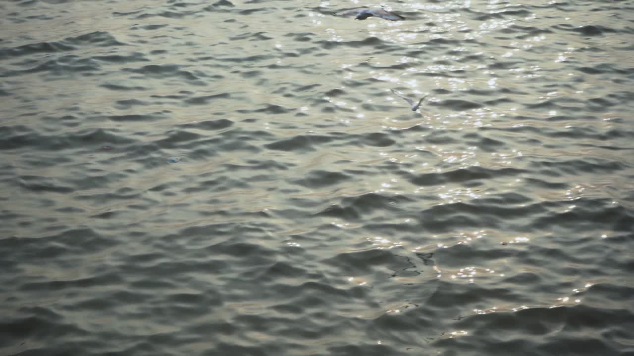 날아다니는 새들 인도 문 바이