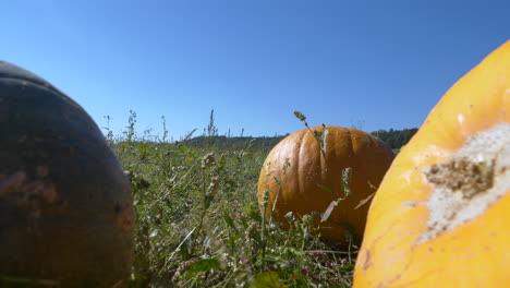 slow dolly cerca de calabazas de cultivo orgánico en el campo agrícola en el campo durante el día soleado en otoño