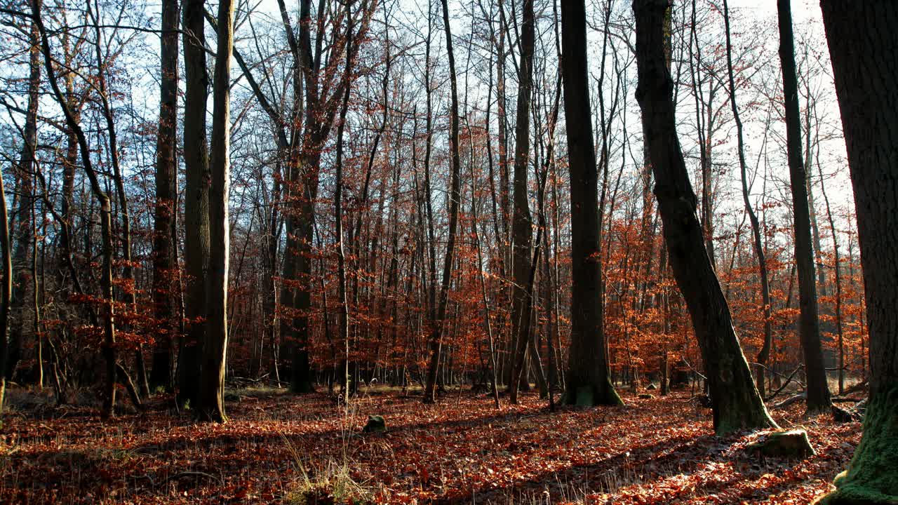 Time-lapse of a forest in Europe as the shadows move through it dramatically as the trees catches light