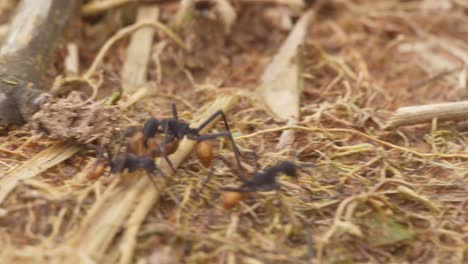 A-large-army-ant-carries-pupa-along-side-other-ants-on-the-ground,-close-up-follow-shot