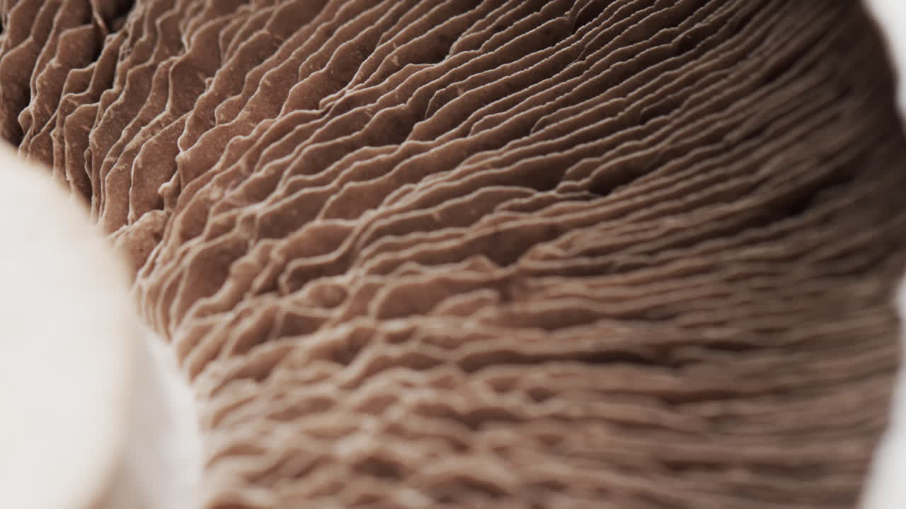 micro vídeo de un primer plano de un hongo con espacio de copia
