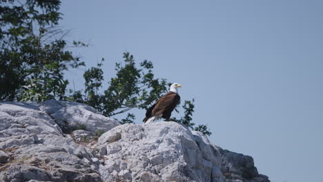 An-Eagle-flying-in-British-Columbia-Canada-over-the-ocean-looking-for-fish