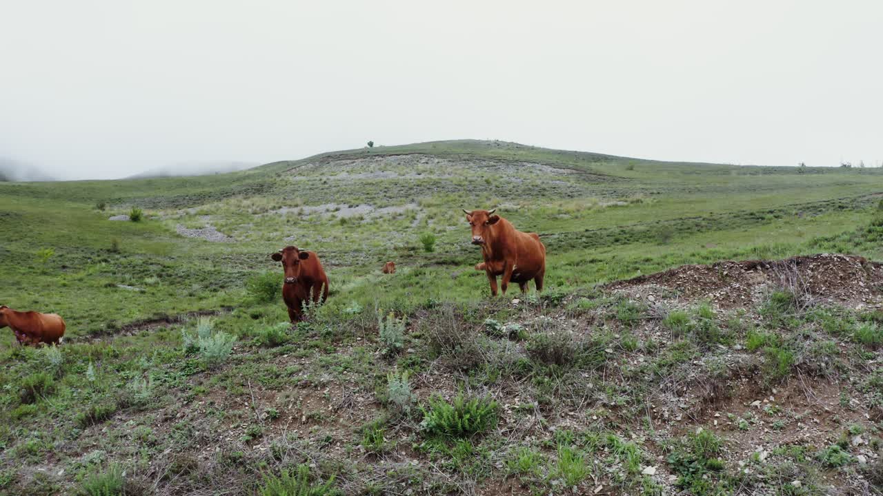 vacas pastando en un paisaje montañoso