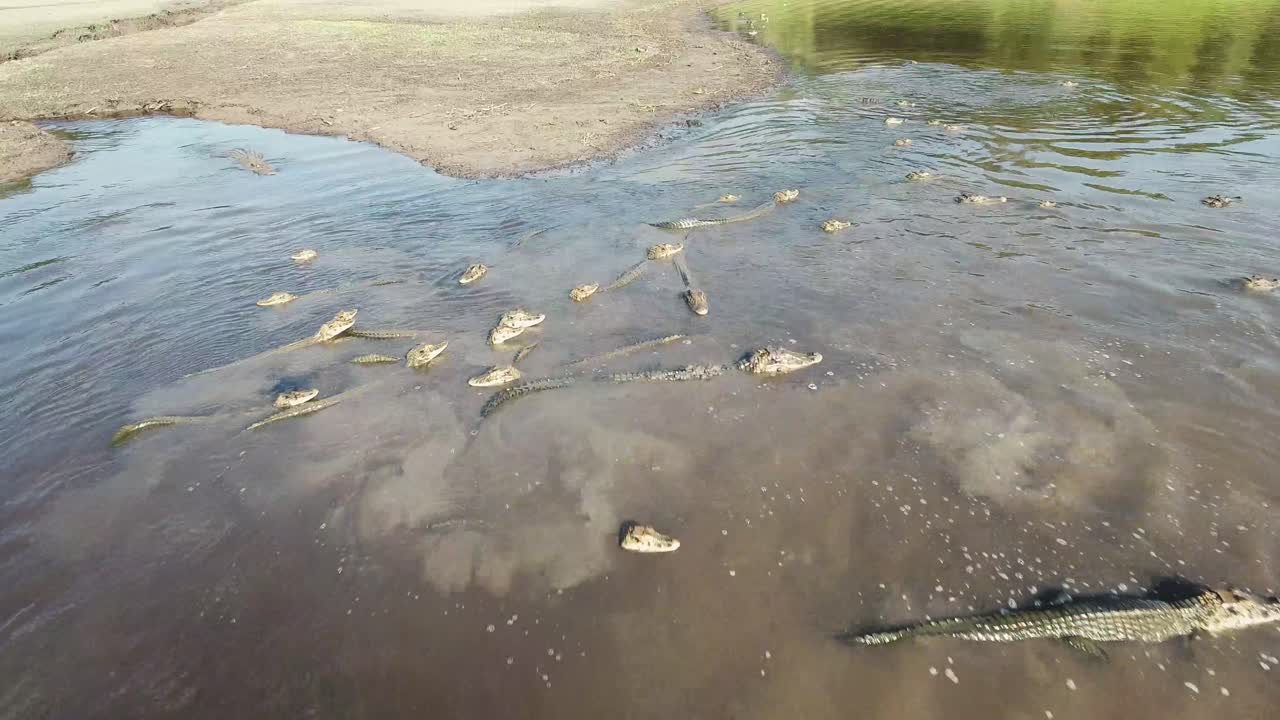 Groep kaaimannen in het water bij de rivier