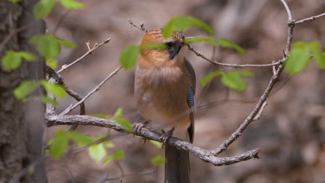 adult mother eurasian jay bird feeds juvenile chick perched on a tree twig