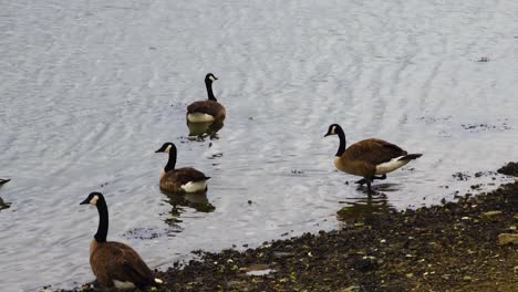 Kanada-Gäste-Versammeln-Sich-Am-Vorderfluss