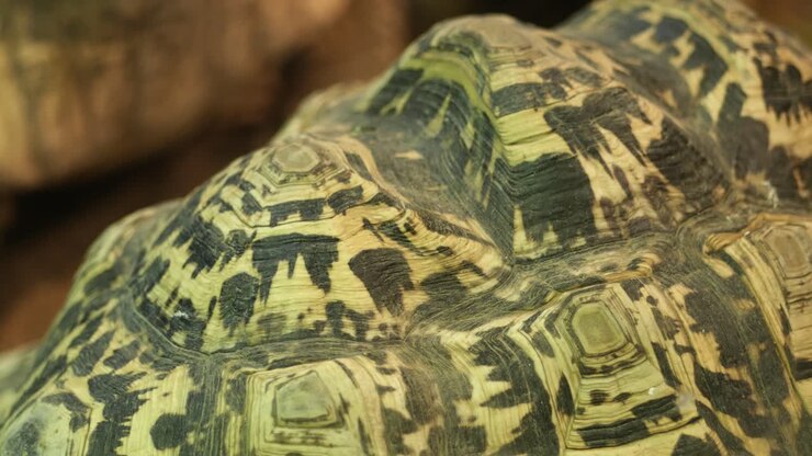 Big turtle resting close up