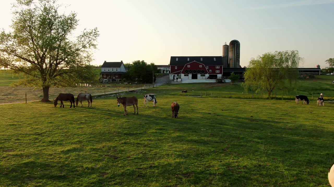 Cows, horses, mules, donkey graze in green meadow pasture during sunset at farm in Lancaster County PA, home of Amish