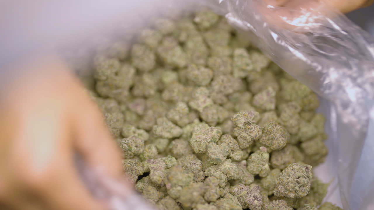 persona sosteniendo y sacudiendo pepitas de marihuana en una bolsa de plástico, disparo en cámara lenta