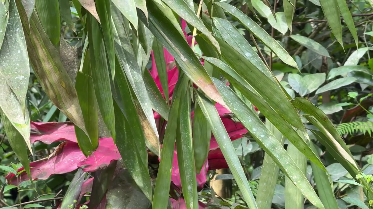 Fogliame tropicale lussureggiante con foglie di Cordyline rosse in un giardino