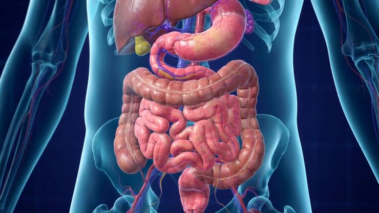 Human Torso Scan Revealing The Digestive System And All Surrounding Organs