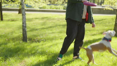a man and his dog playing with a toy in a sunny park