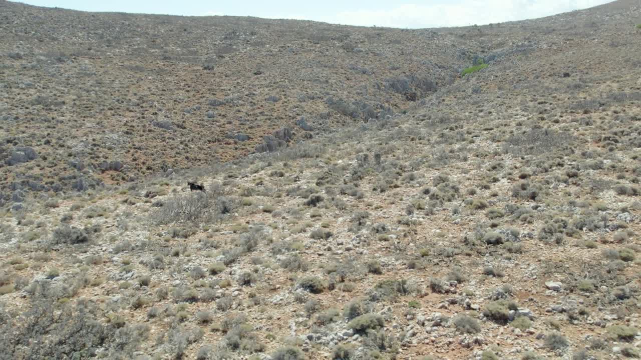cabra griega corriendo en la montaña durante el día