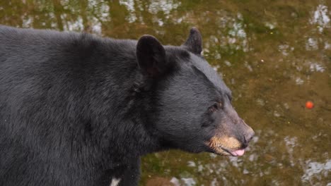 Primer-Plano-De-Un-Oso-Negro