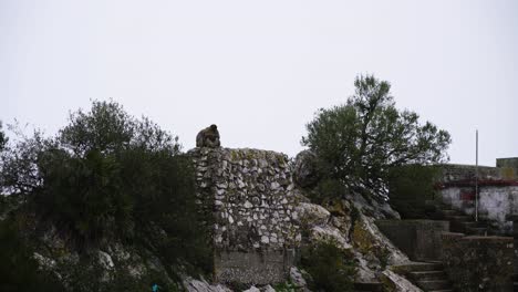 Lonely-monkeys-sit-of-rocky-wall,-static-view