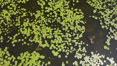 top down aerial view of pretty water lily pads in large pond