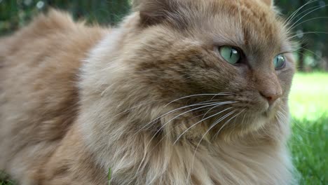 orange cat face close up