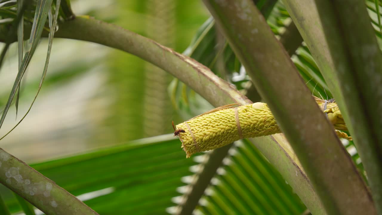 madu kelapa o el pájaro del sol de garganta marrón, también conocido como el pajarillo del sol de garganta plana en el árbol de coco