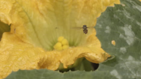 Biene-Schwebt-über-Gelber-Blumenblüte-In-Barden,-Makro