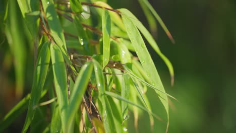 Close-up-video-of-a-stunning-fountain-bamboo-plant,-backlit-by-the-morning-sun,-green-leaves-shimmering-with-dew