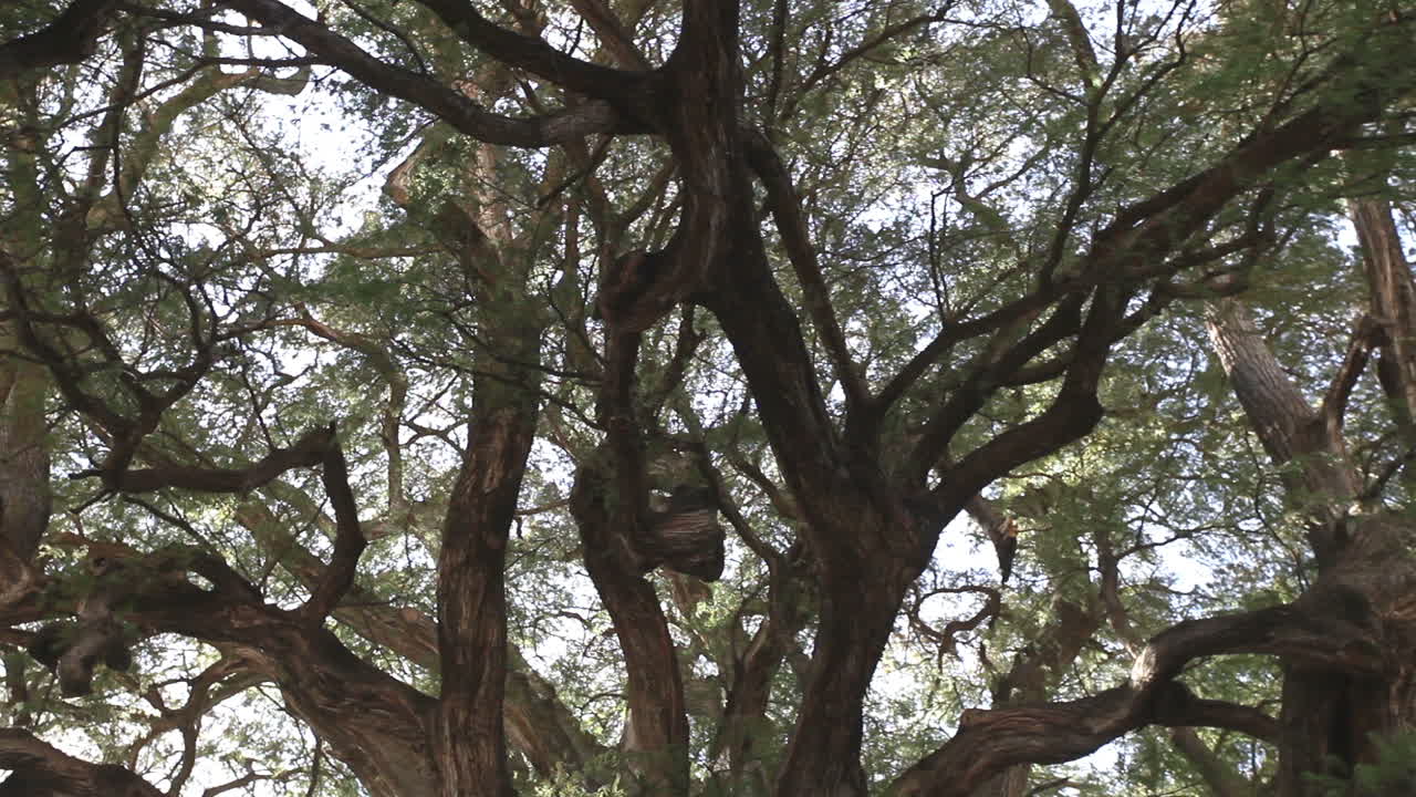 знаменитое дерево1