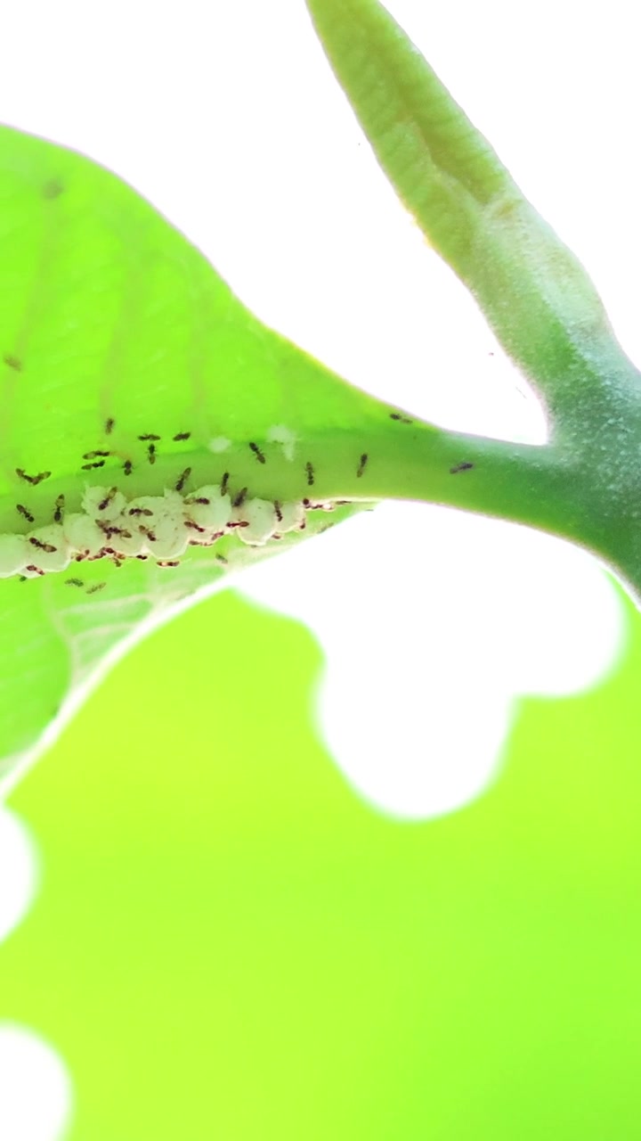 Close-up vertical shot of tiny ants moving along a bright green leaf and stem.