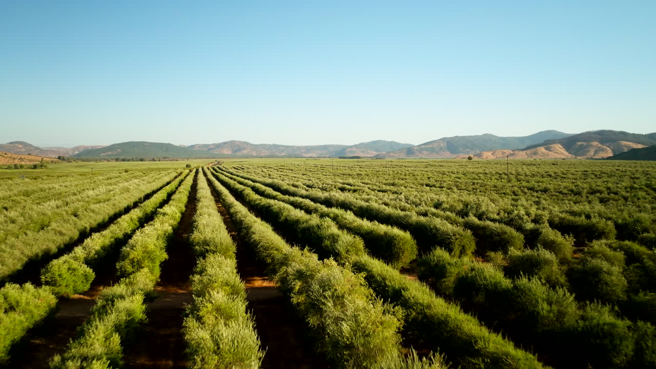 Aerial view of vast olive orchard with perfectly aligned rows of green plants stretching across fertile farmland under a clear blue sky in the South American countryside
