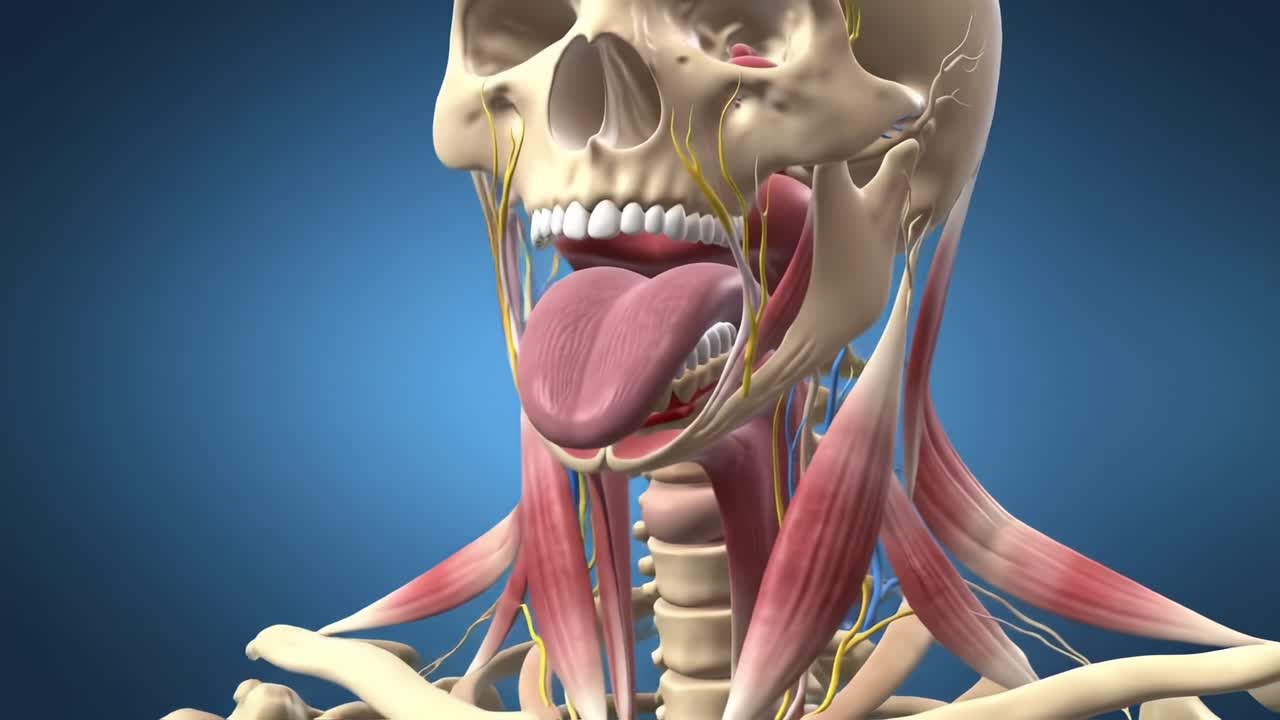 Detailed Anatomical Visualization of the Human Skull and Musculature of the Head with Emphasis on Tongue and Neural Pathways