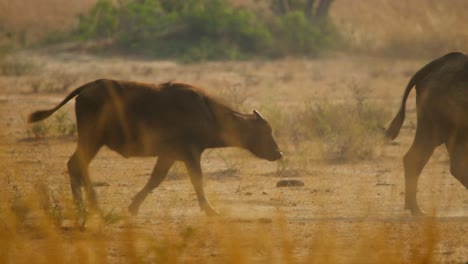 golden dawn light illuminates herd of african buffalo walking across dew kissed savanna grassland in uganda reserve, ears flicking, alert, scanning horizon for grazing opportunity, slow motion static