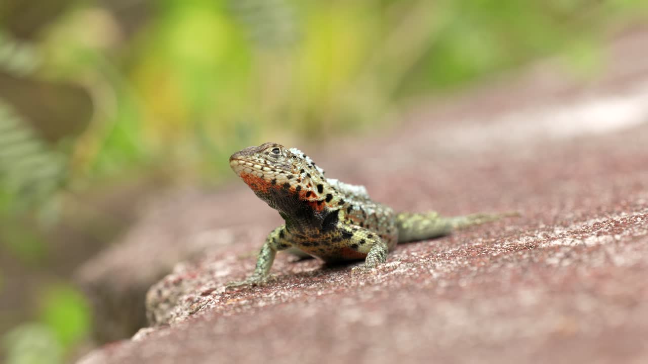 A Santa Cruz lava lizard looks at the sky and runs away on Santa Cruz Island in the Gal&aacute;pagos Islands