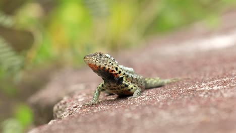 A-Santa-Cruz-lava-lizard-looks-at-the-sky-and-runs-away-on-Santa-Cruz-Island-in-the-Galápagos-Islands