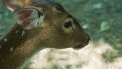 4k cinematic slow motion wildlife nature footage of a spotted deer from up close in the middle of the jungle in the mountains of phuket, thailand on a sunny day