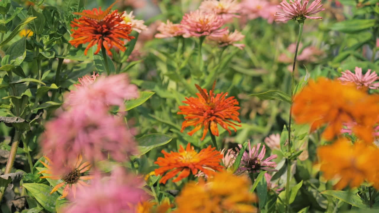 Two butterflies sit on orange flowers and flap their wings
