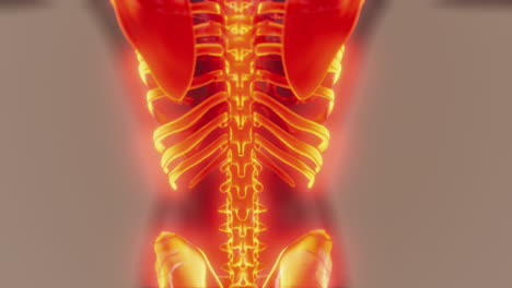 homan skeletal system in transparent body