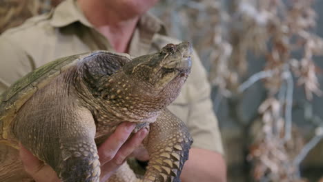 tortuga mordedora común de cerca en cautiverio siendo rehabilitada