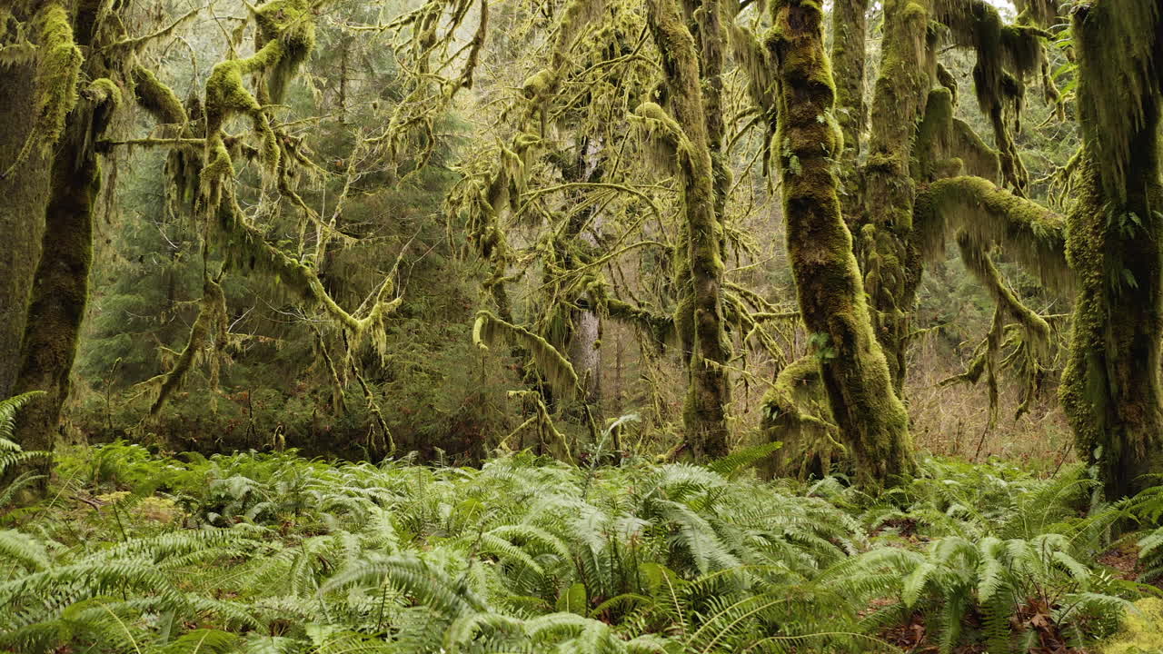 el bosque tropical de hoh, troncos de árboles de musgo, helechos y vegetación exuberante en el parque nacional olímpico de estados unidos, vista lateral