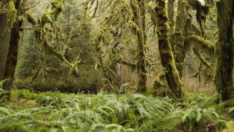 Hoh-Rainforest,-Mossy-Tree-Trunks-Ferns-and-Lush-Vegetation-At-Olympic-National-Park-USA,-Sideways-View