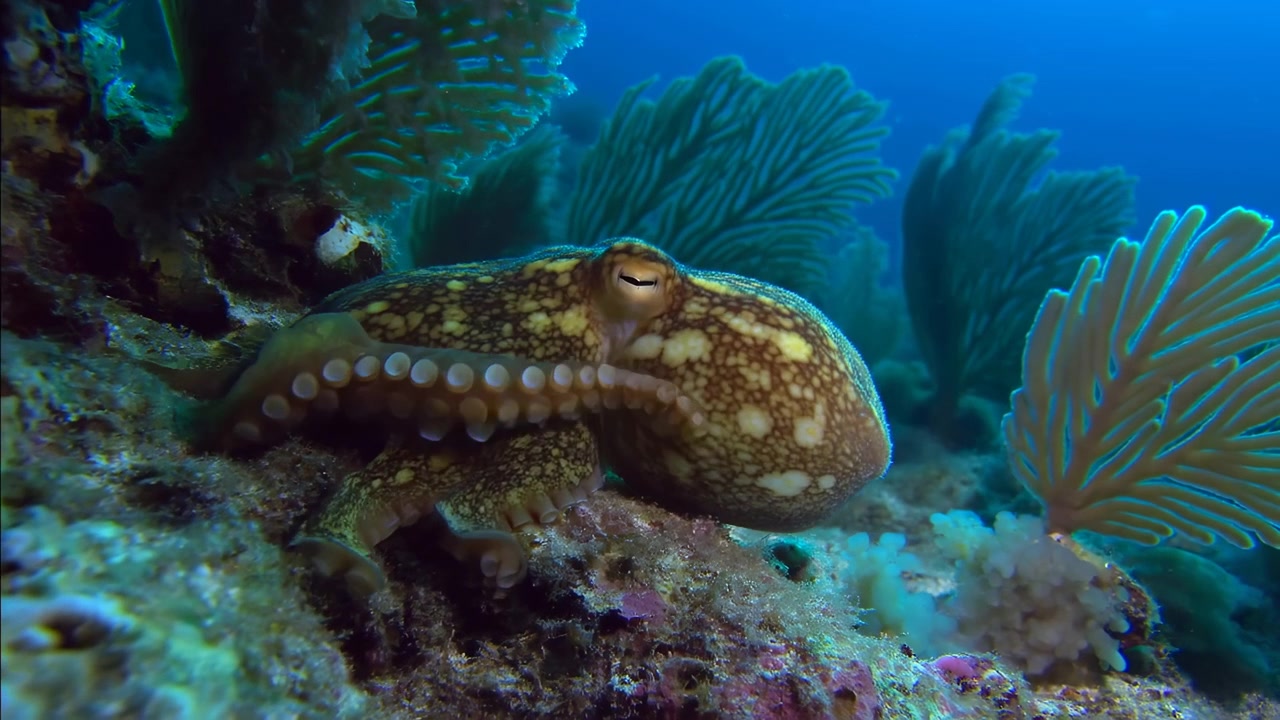 Vista submarina cercana de un pulpo verde parduzco descansando en un fondo marino rocoso incrustado, reposicionando suavemente sus brazos mientras su ojo alerta y mirando hacia afuera observa el agua azul tranquila, con el pulpo, el arrecife y el entorno submarino.